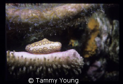 Flamingo Beauty 
Nikonos V by Tammy Young 